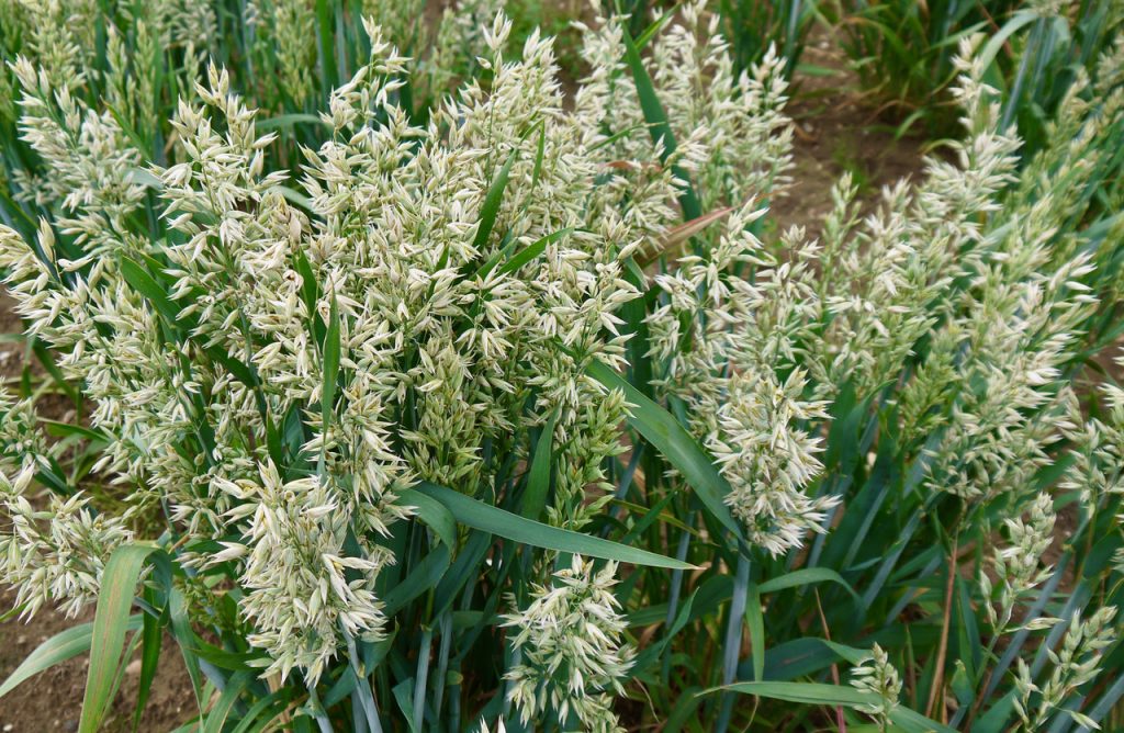 Forage oats in close up