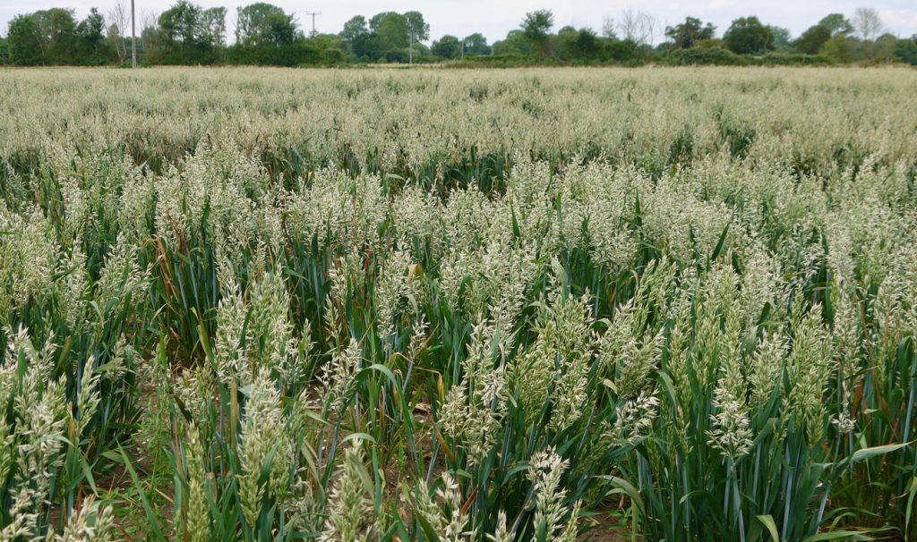  Forage oats in AWC UK trials